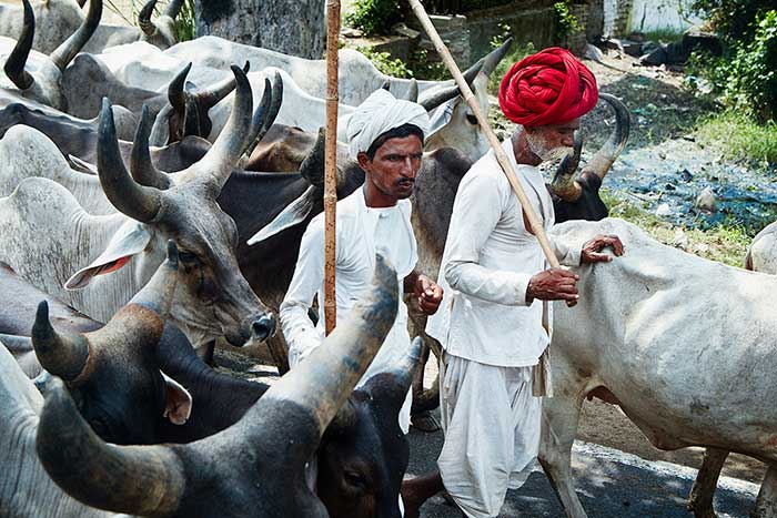 Vacas sagradas India