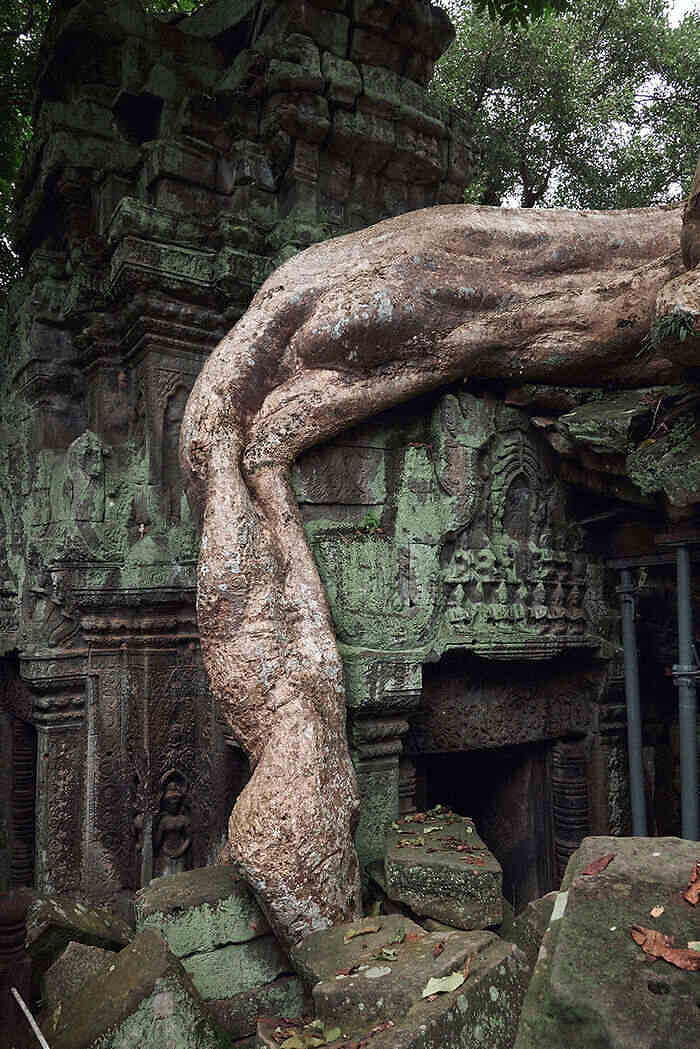 Templo de las raíces Camboya
