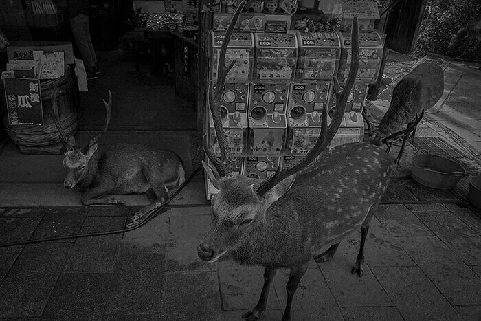 Ciervo Nara Japón