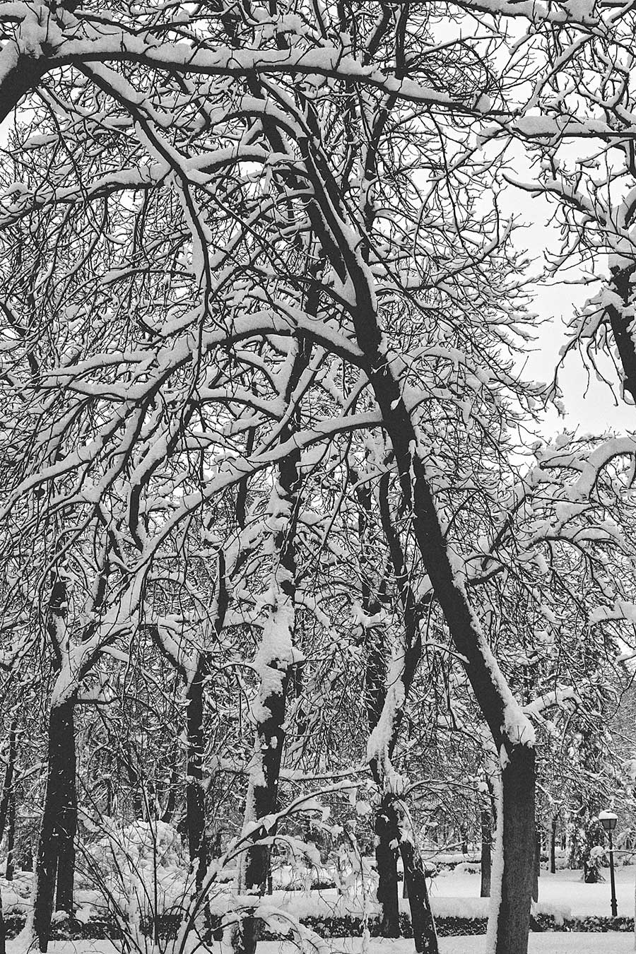 árboles con nieve
