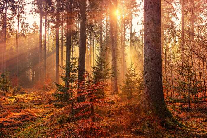 El otoño y la magia de la naturaleza