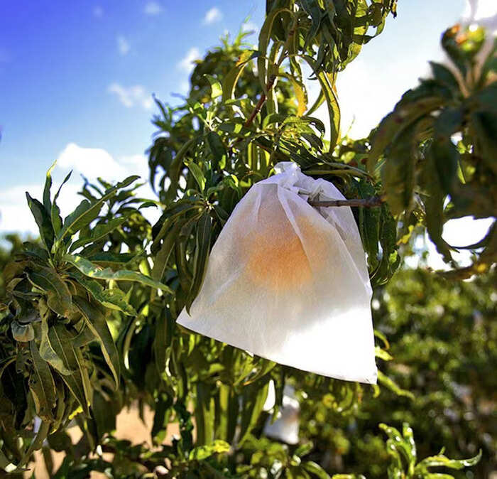 Melocotón de Calanda