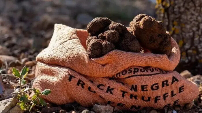 Trufa negra de Teruel
