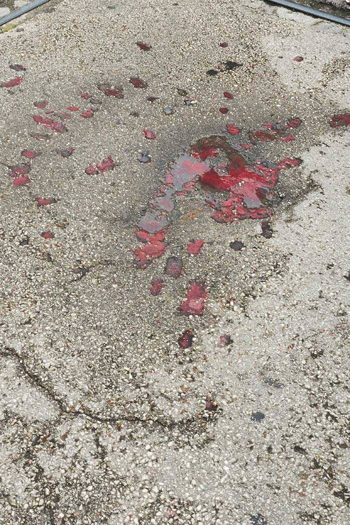 Las rosas de Sarajevo