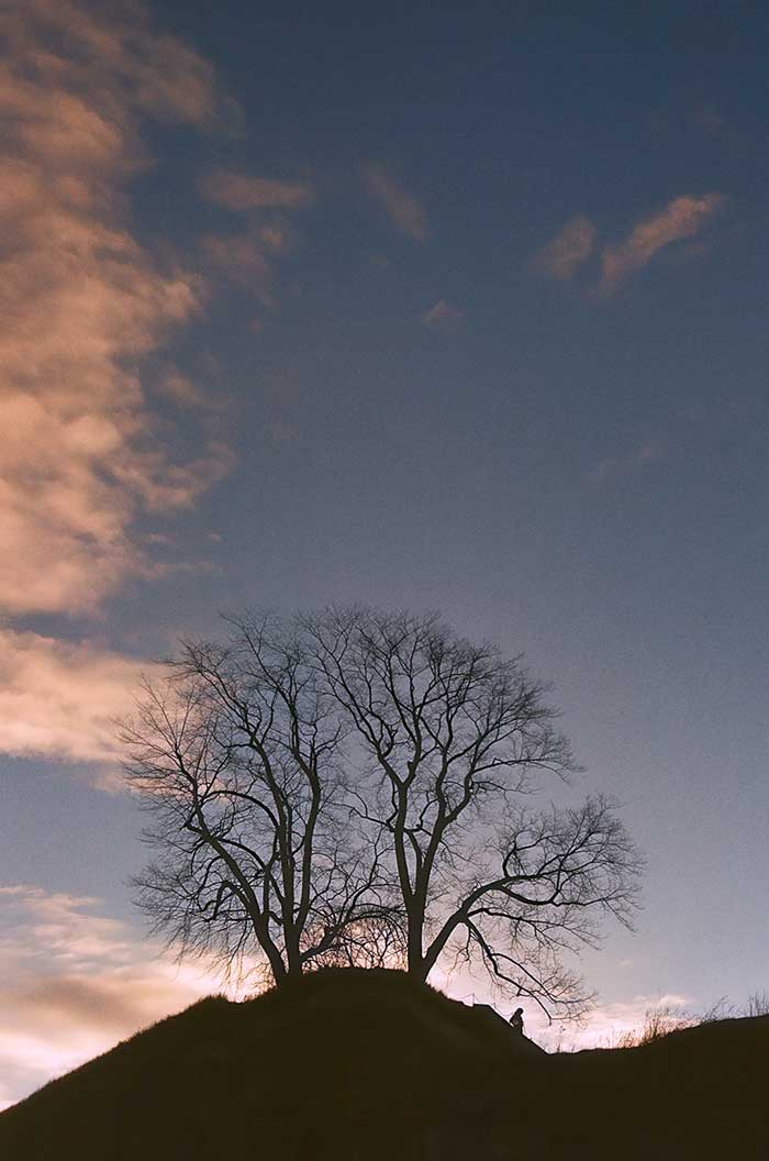 árboles Noruega Paisajes bonitos en Noruega