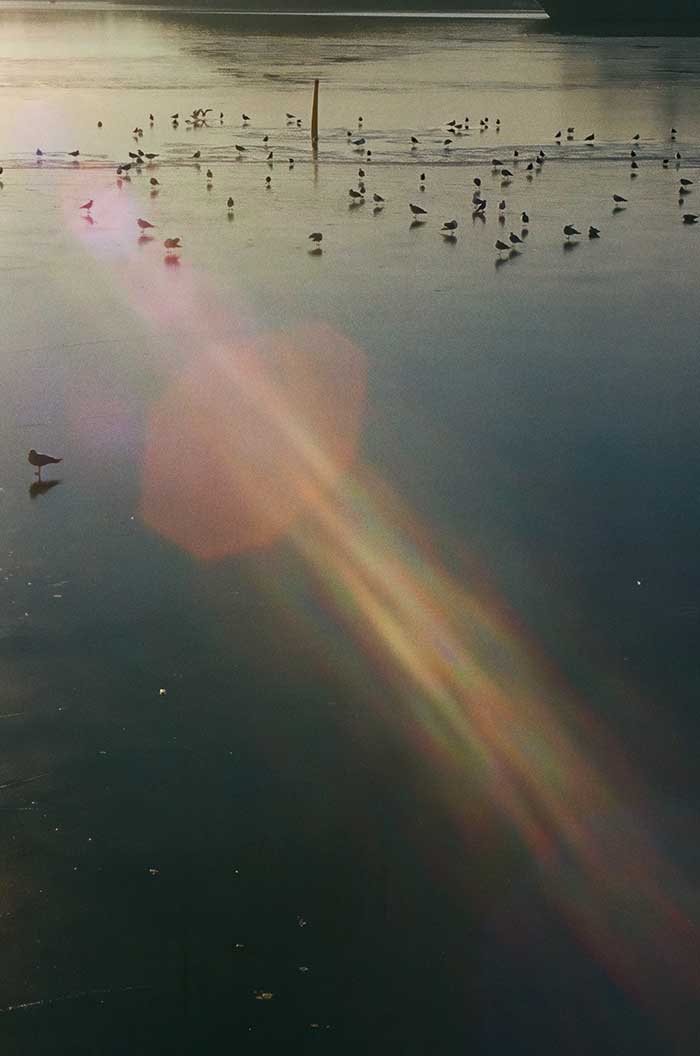 Mar helado Oslo con pájaros Destellos en el mar Noruega